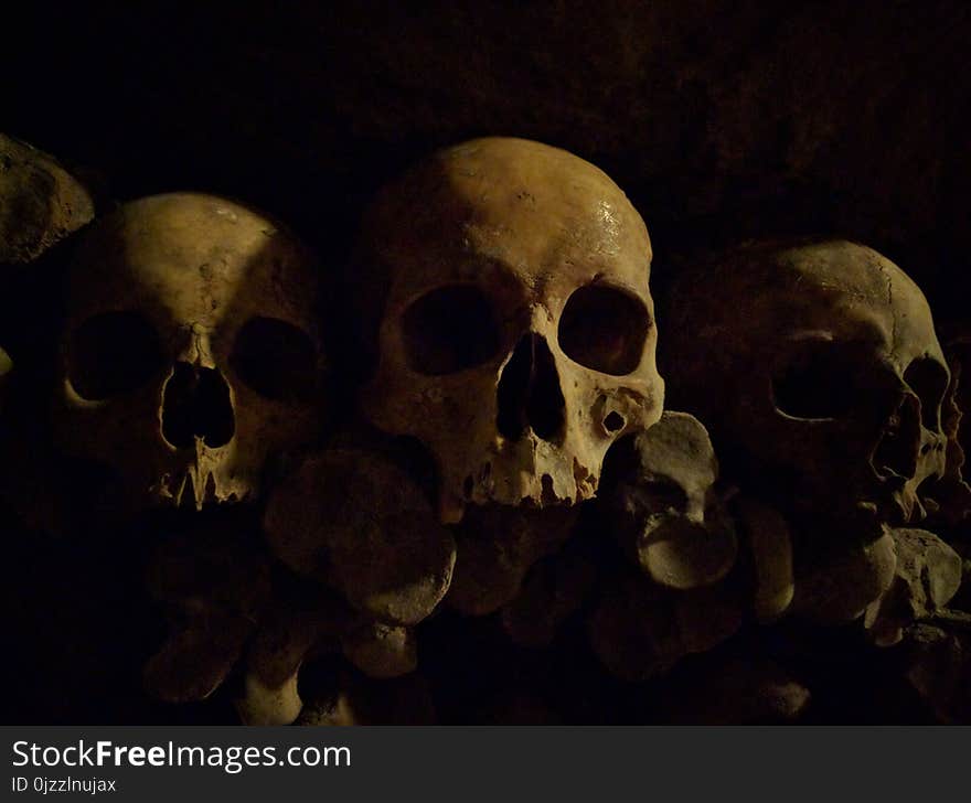 Bone, Skull, Still Life, Still Life Photography