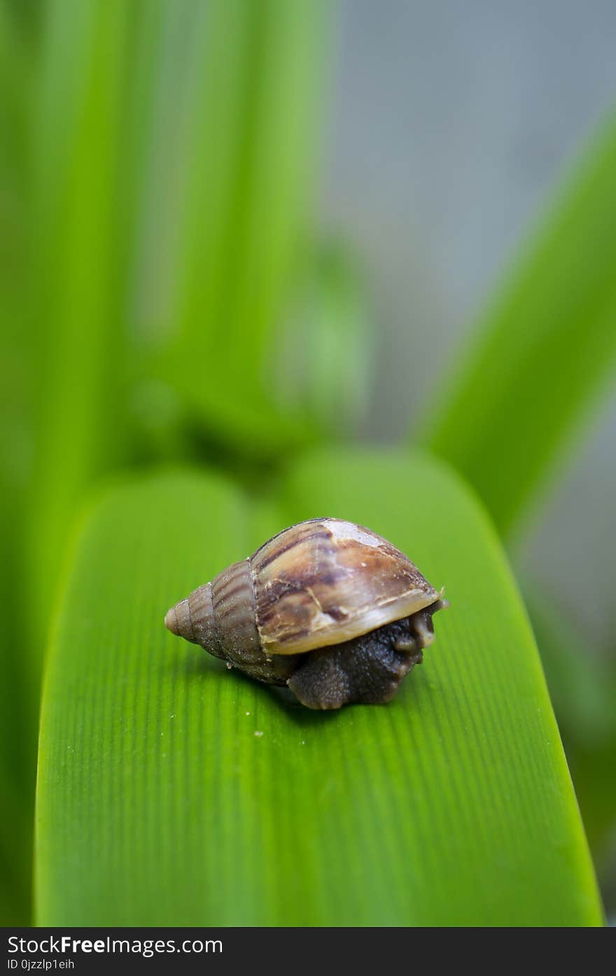 Snails And Slugs, Snail, Molluscs, Close Up