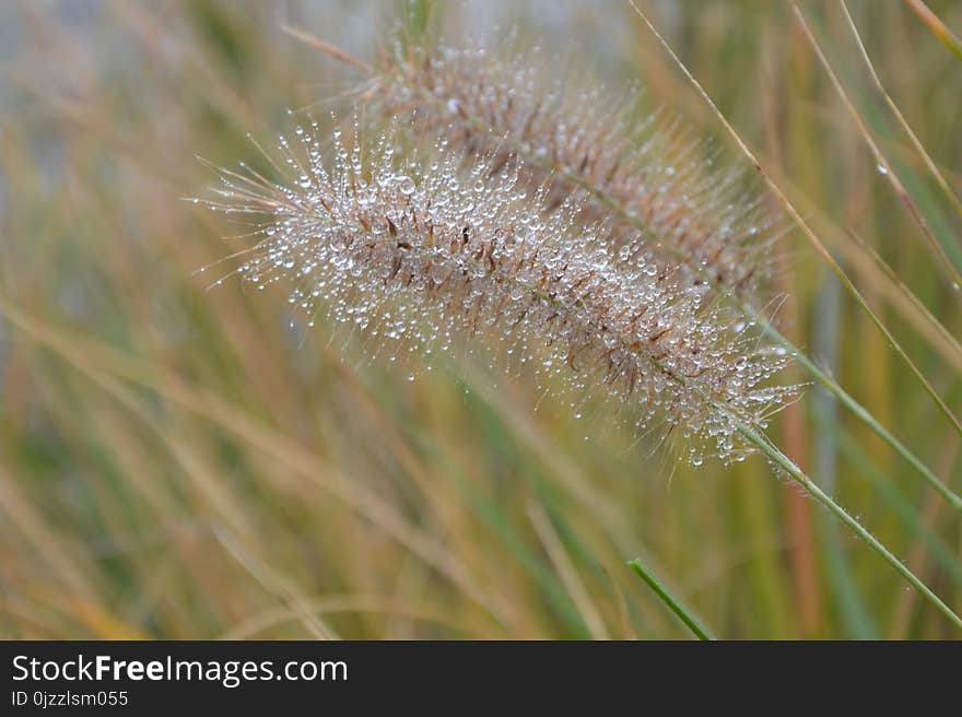 Grass Family, Grass, Flora, Plant