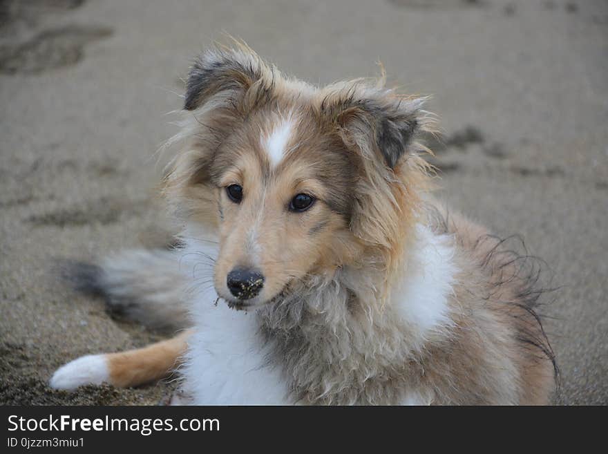 Dog, Dog Breed, Dog Like Mammal, Scotch Collie