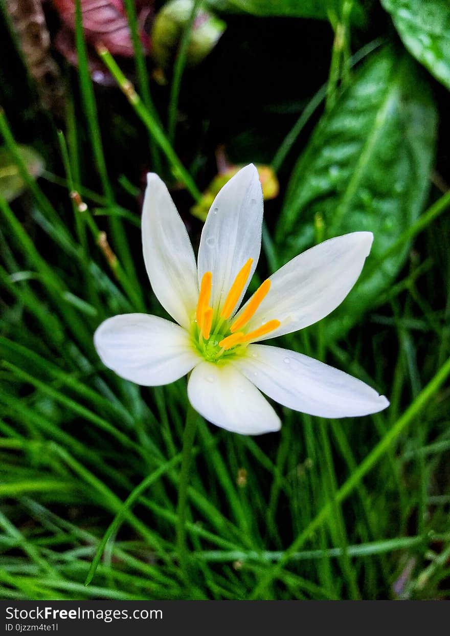 Flower, Flora, Plant, Wildflower