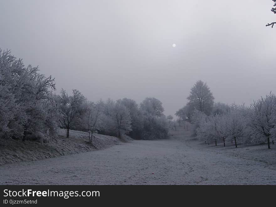 Winter, Snow, Fog, Freezing