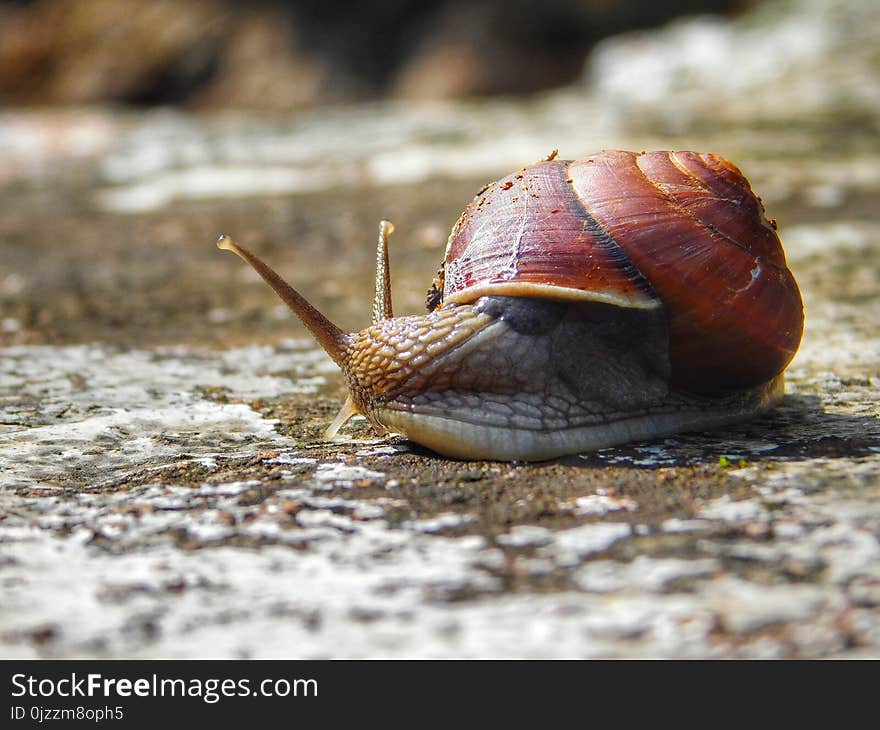 Snails And Slugs, Snail, Slug, Molluscs