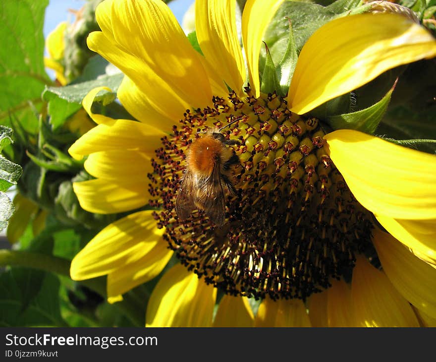 Flower, Sunflower, Yellow, Sunflower Seed