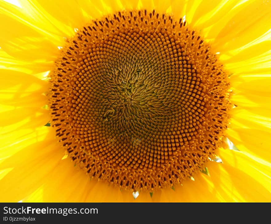 Sunflower, Flower, Yellow, Sunflower Seed