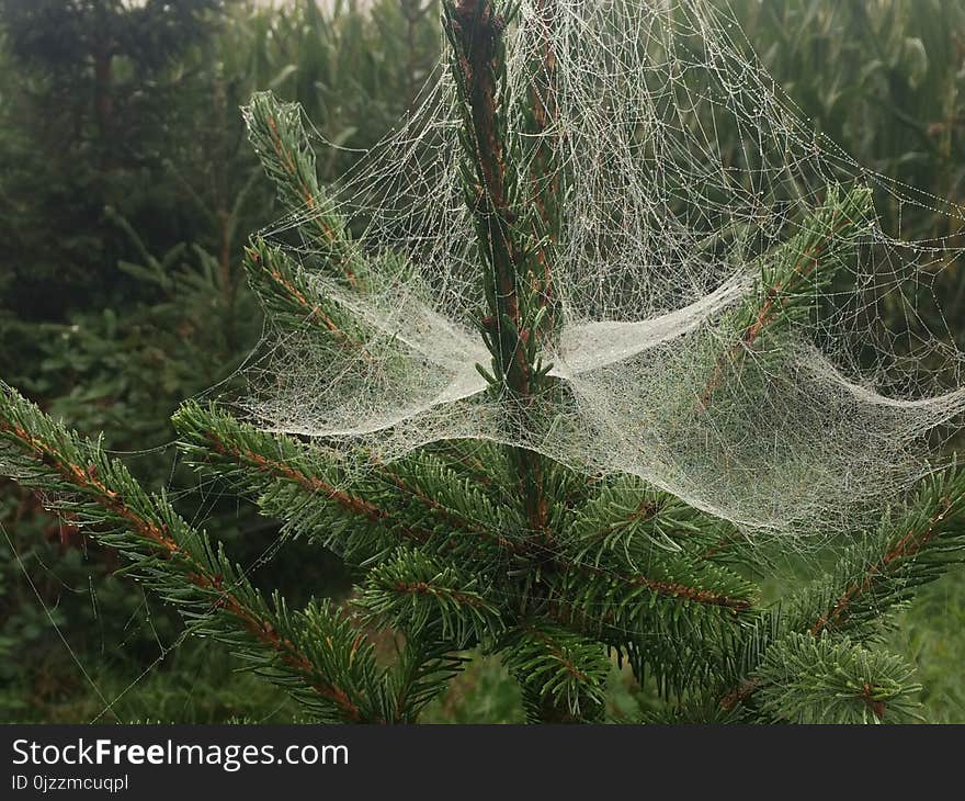 Spider Web, Vegetation, Tree, Pine Family