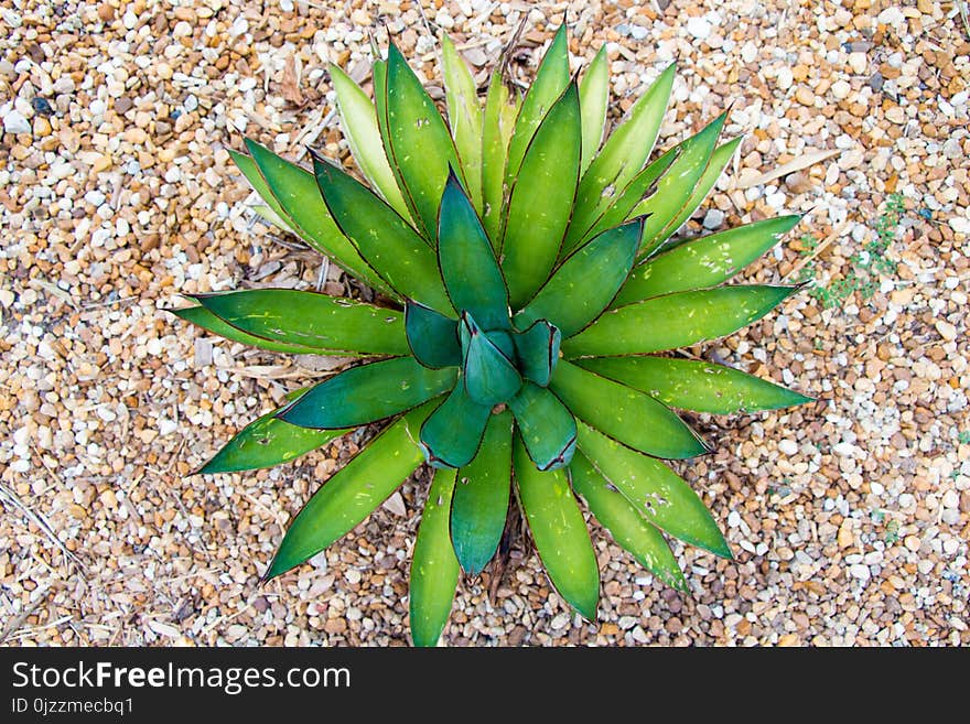 Plant, Agave, Flora, Agave Azul