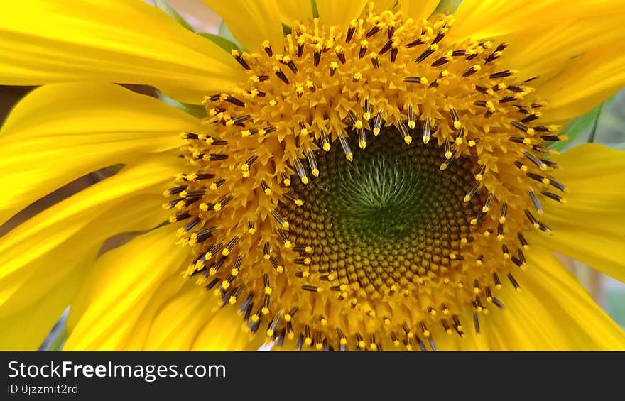 Sunflower, Flower, Yellow, Sunflower Seed