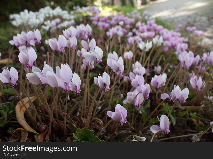 Flower, Plant, Flowering Plant, Spring