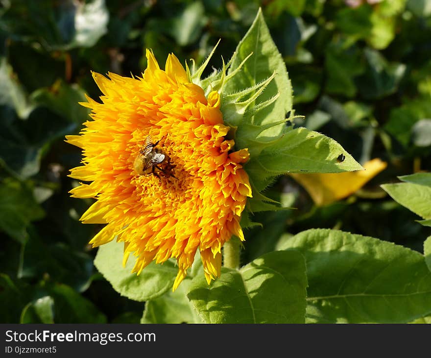 Flower, Sunflower, Pollen, Nectar