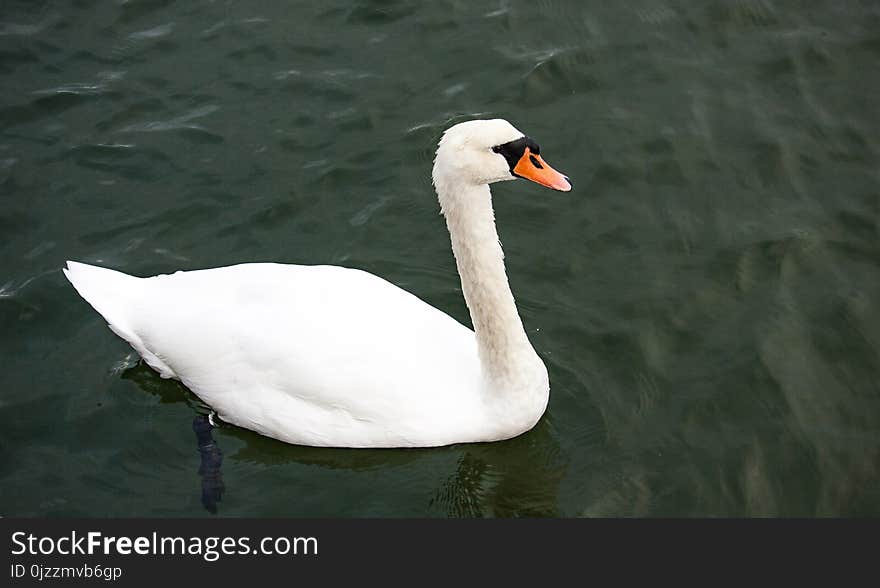 Swan, Bird, Water Bird, Ducks Geese And Swans