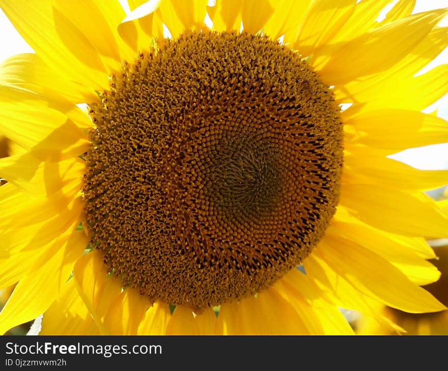 Sunflower, Flower, Yellow, Sunflower Seed