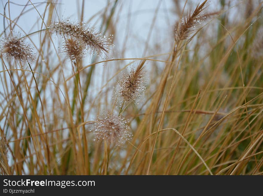 Vegetation, Grass Family, Grass, Plant