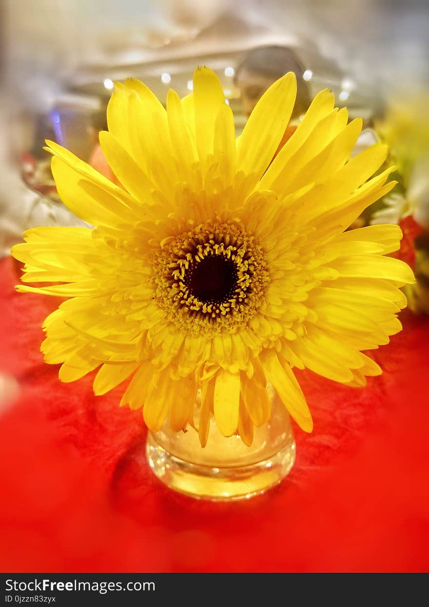 Flower, Yellow, Gerbera, Flowering Plant