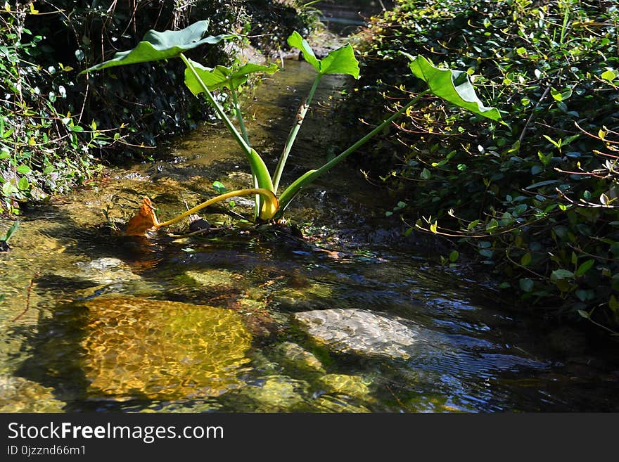 Water, Vegetation, Nature, Body Of Water