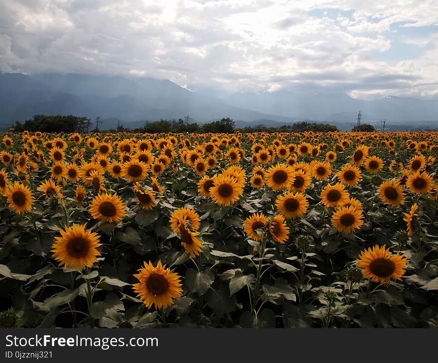 Flower, Sunflower, Field, Sky