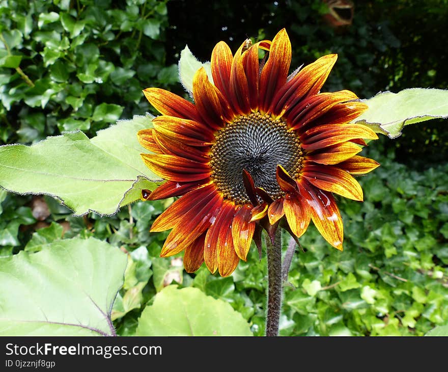 Flower, Sunflower, Plant, Flowering Plant