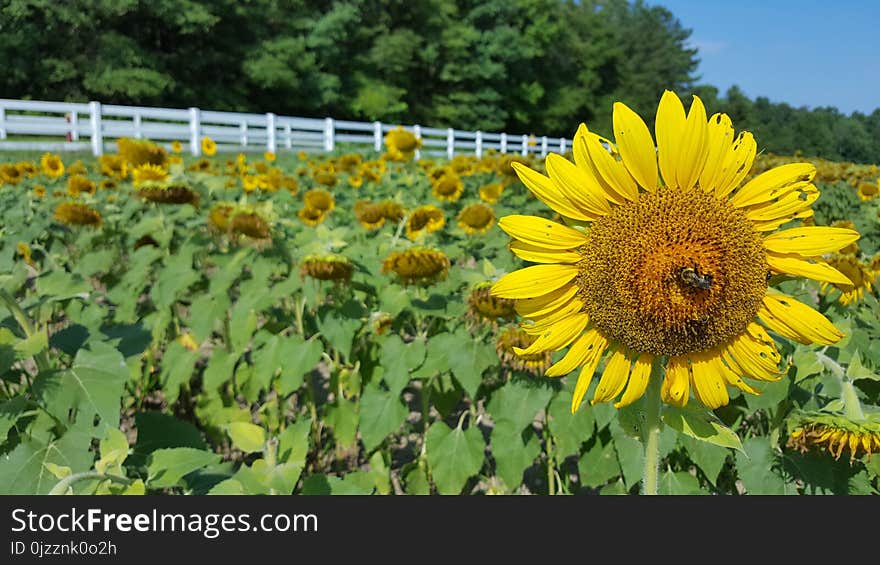 Sunflower, Flower, Plant, Field