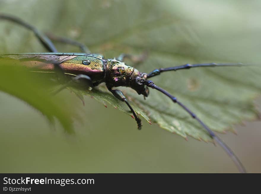 Insect, Invertebrate, Macro Photography, Close Up