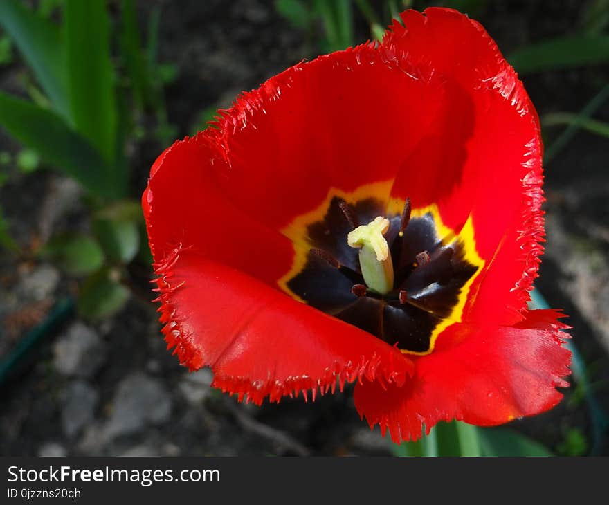 Flower, Flowering Plant, Plant, Wildflower