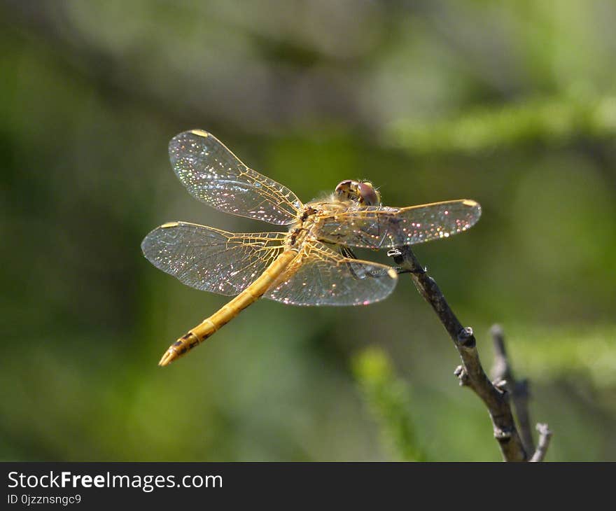 Dragonfly, Insect, Dragonflies And Damseflies, Invertebrate