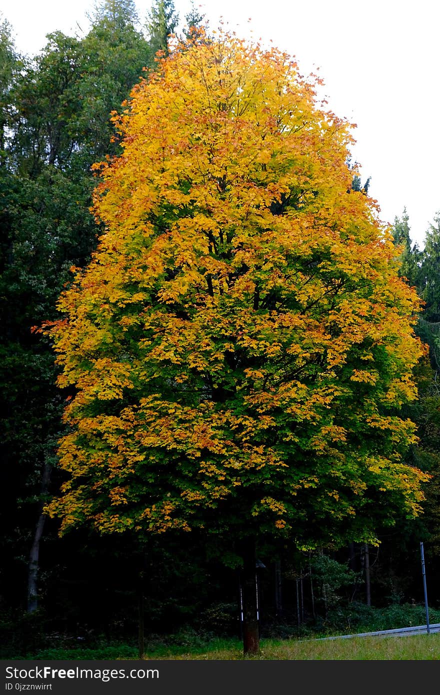 Tree, Woody Plant, Leaf, Autumn