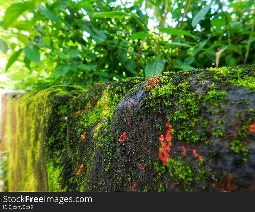 Vegetation, Tree, Leaf, Plant