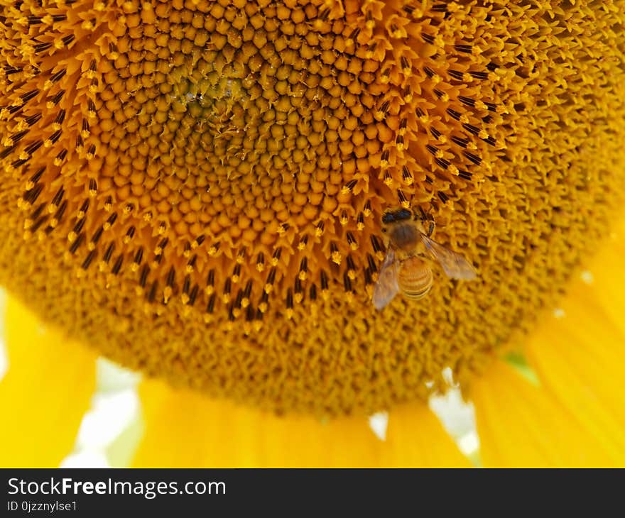 Sunflower, Pollen, Sunflower Seed, Flower