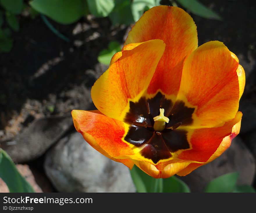 Flower, Plant, Flowering Plant, Wildflower