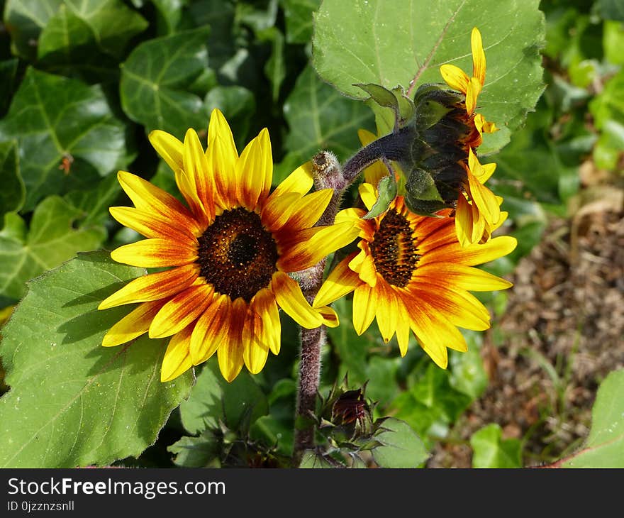 Flower, Sunflower, Sunflower Seed, Plant