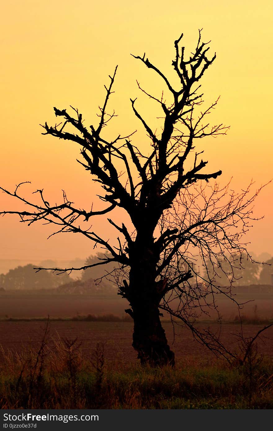 Tree, Sky, Woody Plant, Branch