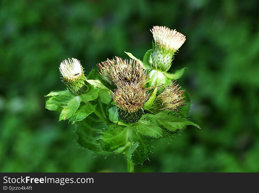 Plant, Flora, Flower, Burdock