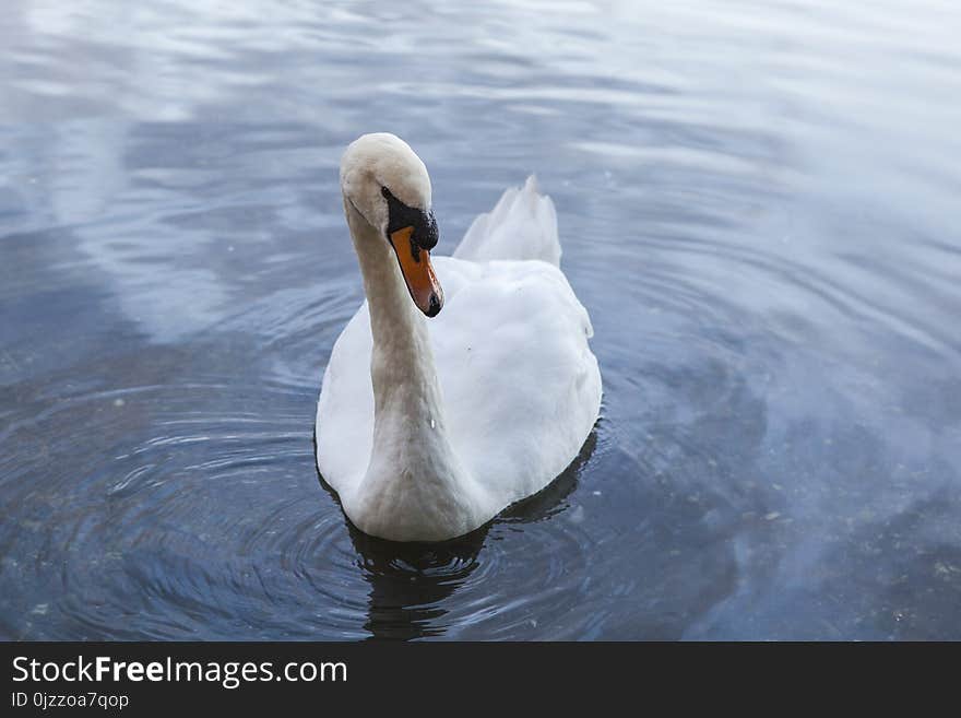 Bird, Swan, Water Bird, Water