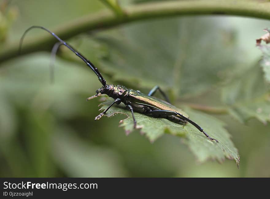 Insect, Longhorn Beetle, Invertebrate, Fauna