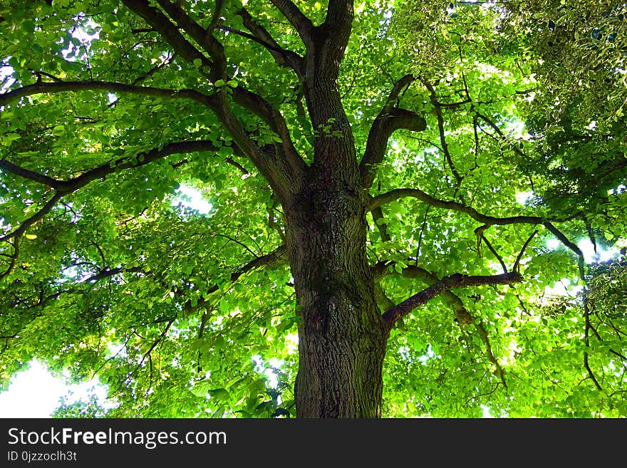 Tree, Green, Branch, Woody Plant