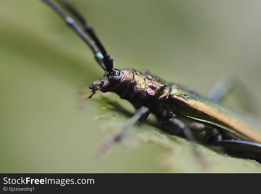 Insect, Macro Photography, Invertebrate, Fauna