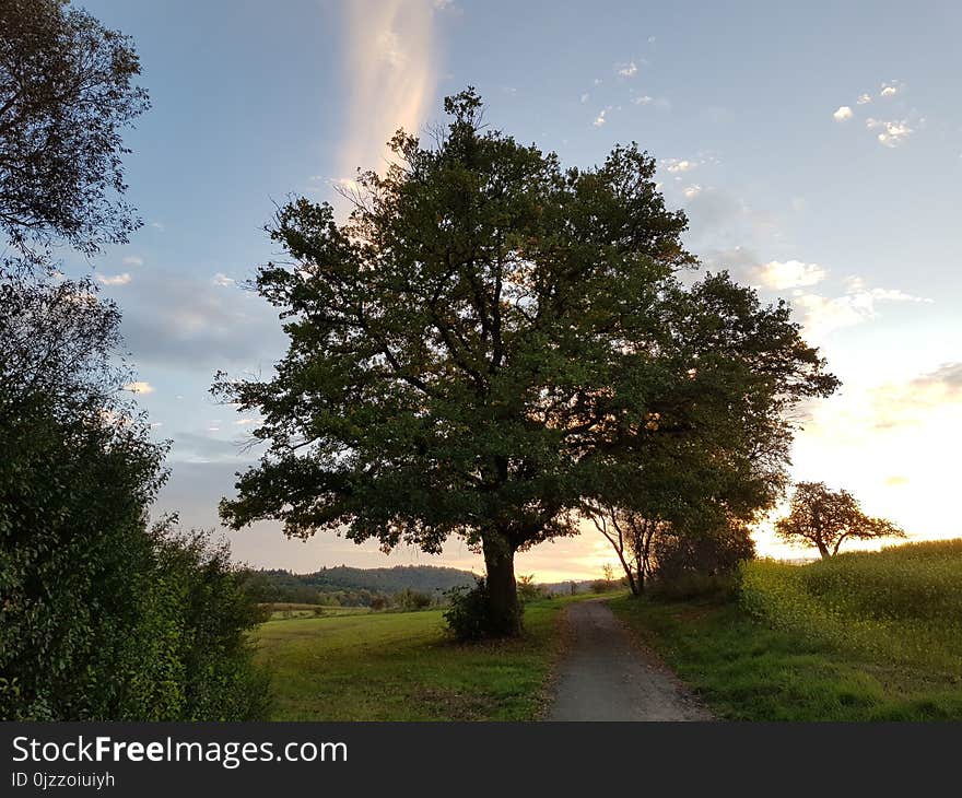 Tree, Sky, Cloud, Nature