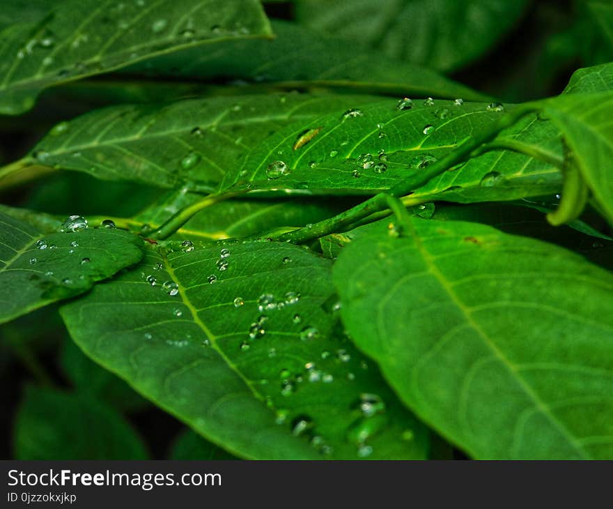 Leaf, Green, Vegetation, Water