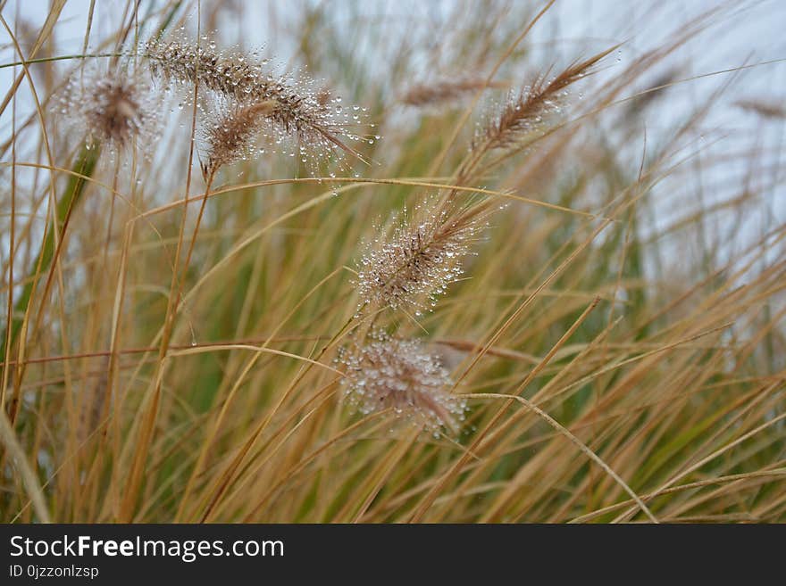 Grass Family, Plant, Grass, Phragmites