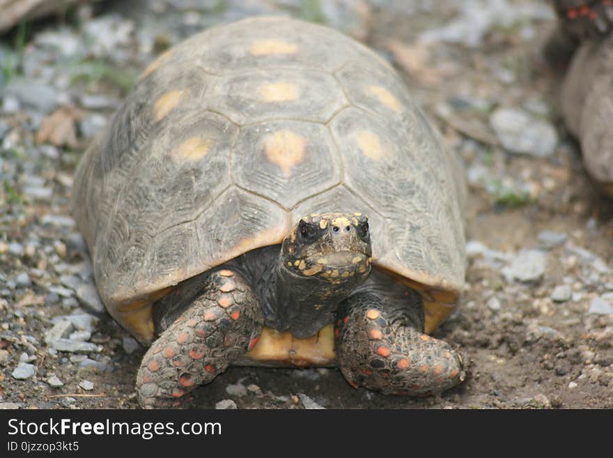 Tortoise, Turtle, Emydidae, Terrestrial Animal