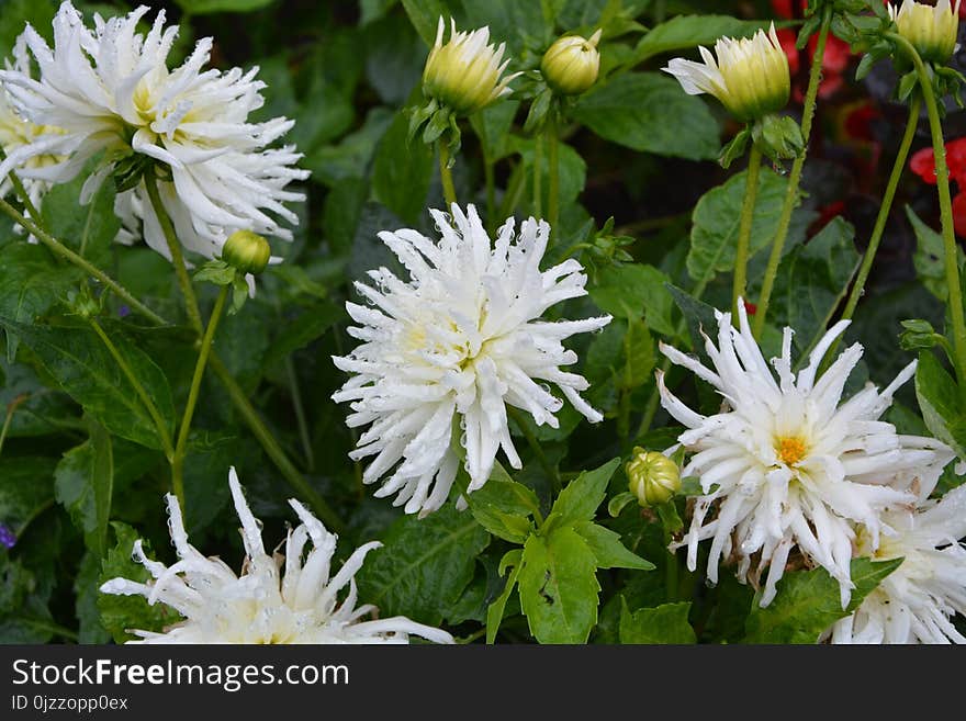 Flower, Plant, Aster, Daisy Family