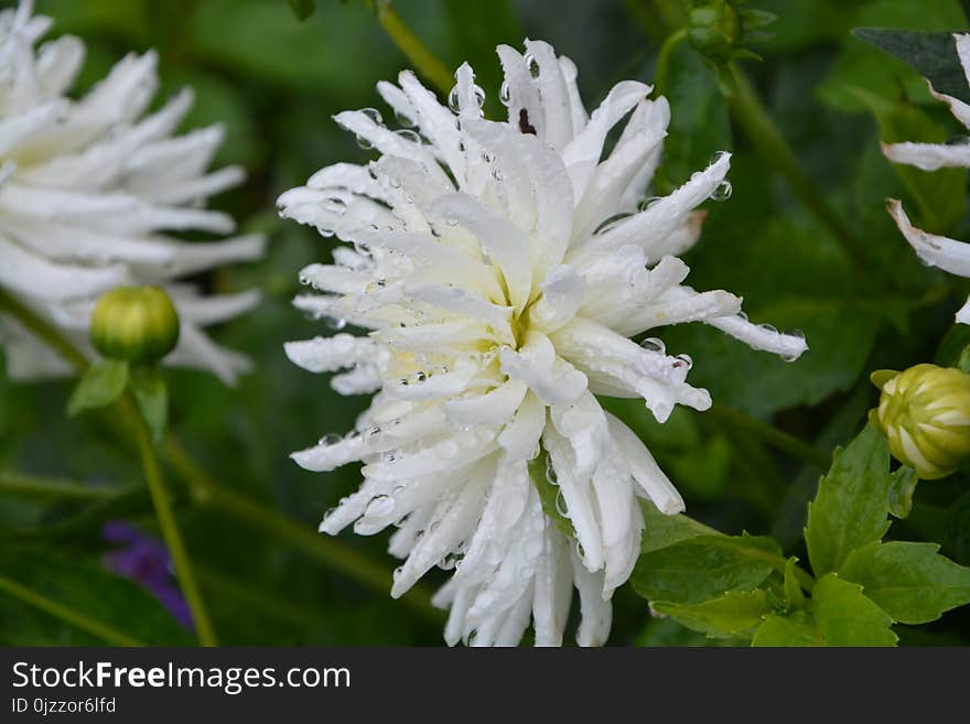 Flower, Plant, Flora, Flowering Plant