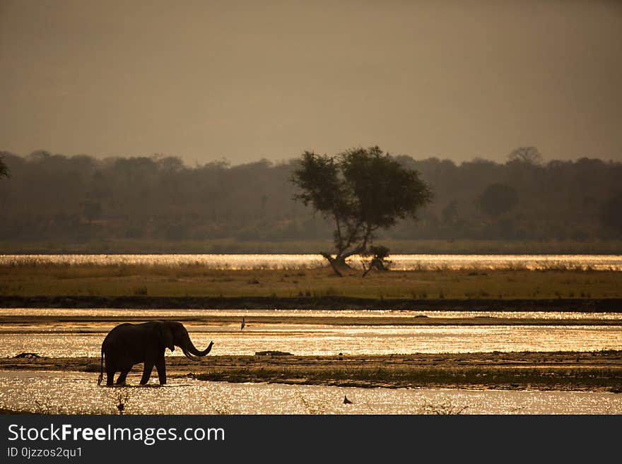 Wildlife, Field, Morning, Grass