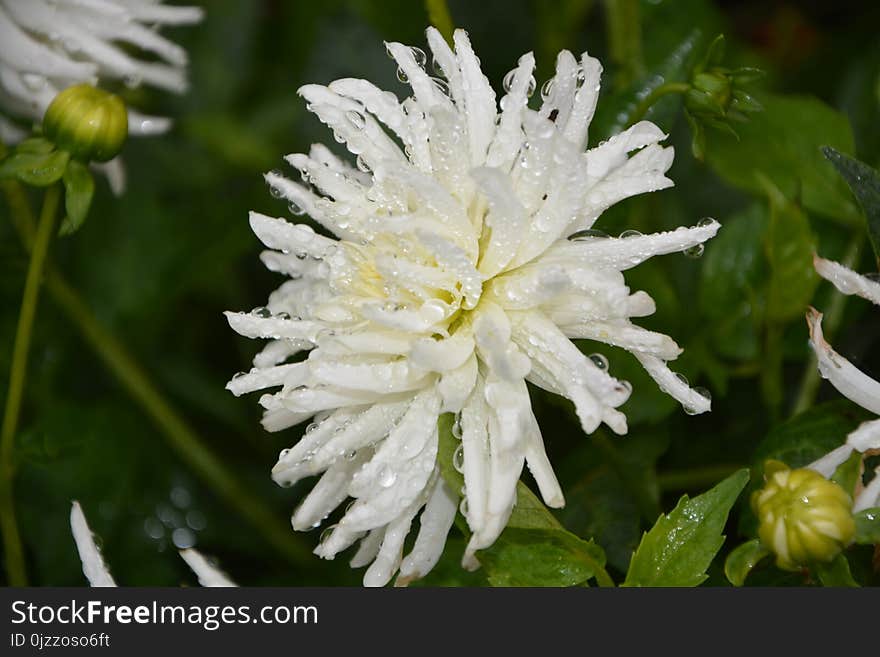 Flower, Plant, Flora, Oxeye Daisy