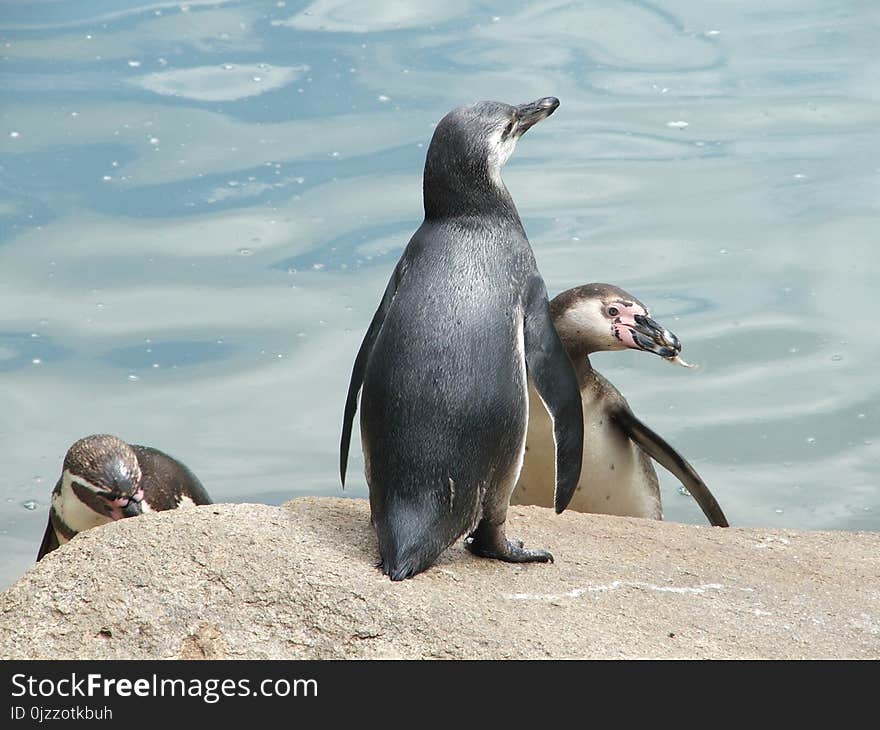 Penguin, Fauna, Bird, Flightless Bird