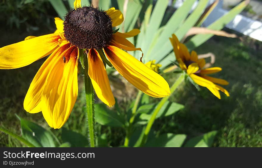 Flower, Yellow, Flora, Plant