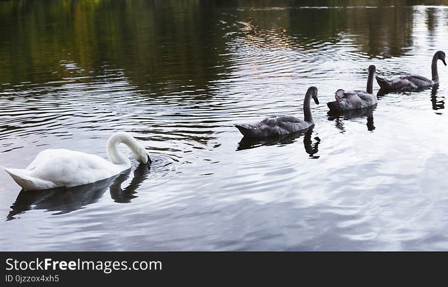 Bird, Water Bird, Swan, Ducks Geese And Swans