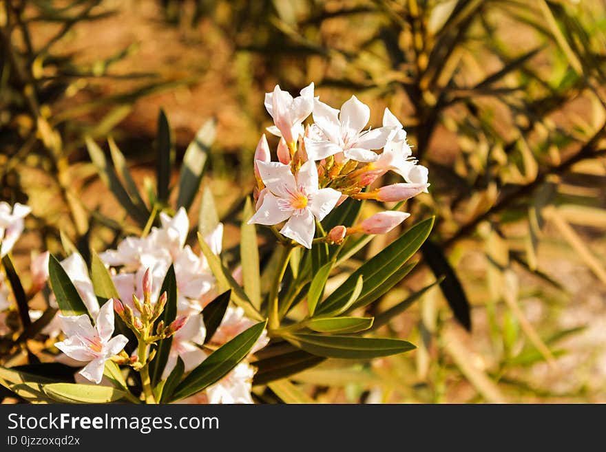 Flower, Plant, Flora, Flowering Plant