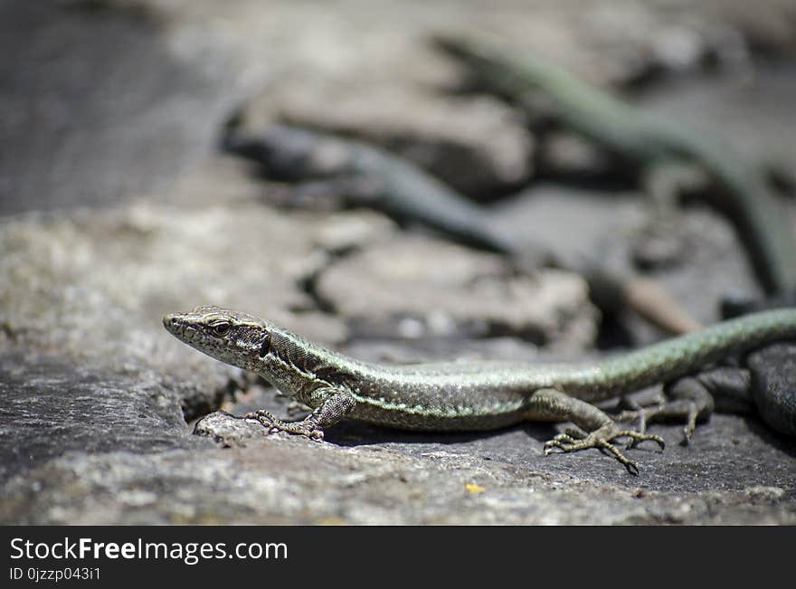 Reptile, Lizard, Lacertidae, Scaled Reptile