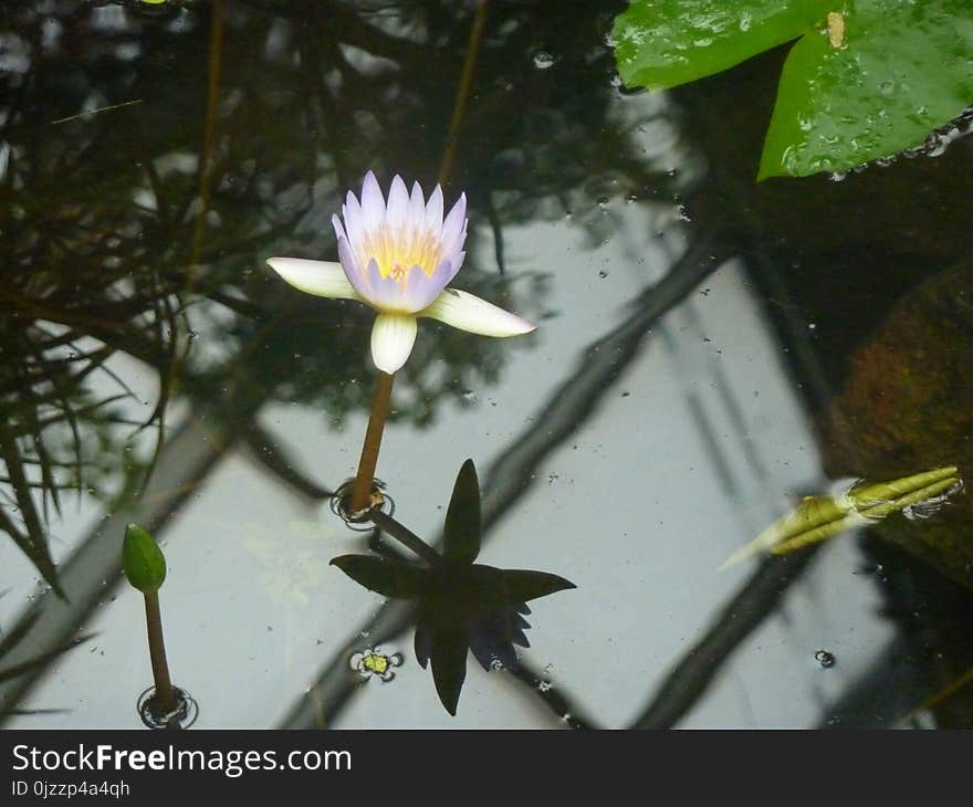 Flower, Flora, Plant, Water